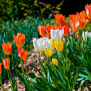 Enjoy A Beautiful Day Outdoors With Your Ipad! Wallpaper