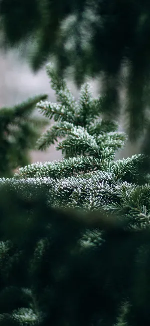 Enjoy A Green Nature Wallspaper On Your Iphone Wallpaper