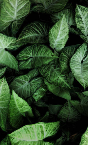 Enjoy A Nature-inspired View With Plant Iphone Wallpaper