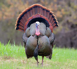 Enjoy A Peaceful Moment While Turkey Hunting Wallpaper