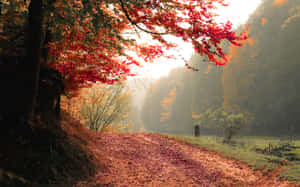 Enjoy A Stunning View Of Fall Foliage Wallpaper