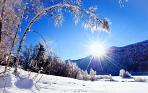 Enjoy A Winter Wonderland View Wallpaper