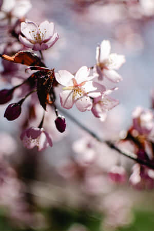 Enjoy Cherry Blossom Season With A Beautiful Bloom Wallpaper