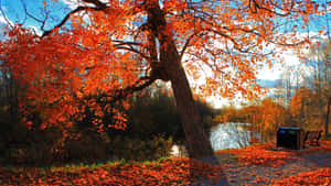 Enjoy Nature's Beauty This Fall Wallpaper
