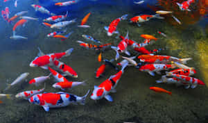 Enjoy Nature's Beauty With A Live Koi Fish Wallpaper