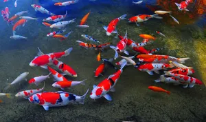 Enjoy Nature's Splendor With Live Fish Wallpaper