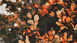 Enjoy The Autumn With A Fall Aesthetic Desktop Wallpaper