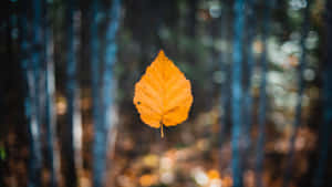 Enjoy The Autumnal Warmth Wallpaper
