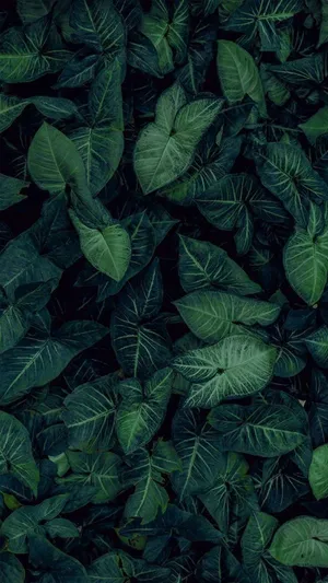Enjoy The Beach Vibes With A Tropical Iphone Wallpaper