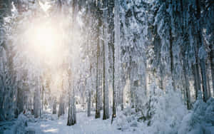 Enjoy The Beauty Of A Quiet Winter Forest Wallpaper