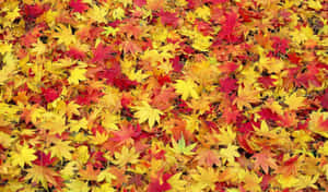 Enjoy The Beauty Of Autumn With This Lovely Tumblr Desktop Wallpaper Wallpaper