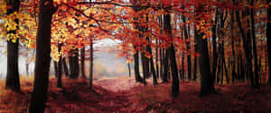 Enjoy The Beauty Of Fall Wallpaper