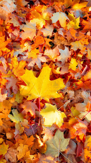 Enjoy The Beauty Of Fall Wallpaper