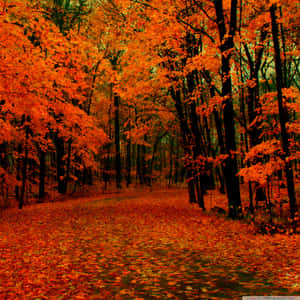 Enjoy The Beauty Of Fall Season On Your Ipad Wallpaper