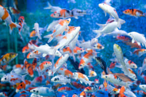 Enjoy The Beauty Of Live Fish Wallpaper