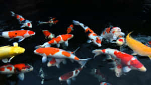 Enjoy The Beauty Of Live Koi Fish! Wallpaper