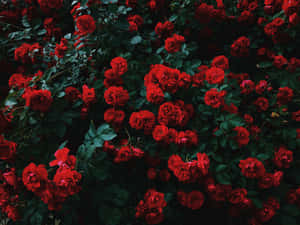 Enjoy The Beauty Of Nature And Technology With This Stunning Plant Aesthetic Laptop Wallpaper. Wallpaper