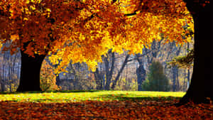 Enjoy The Beauty Of Nature During The Fall Season! Wallpaper