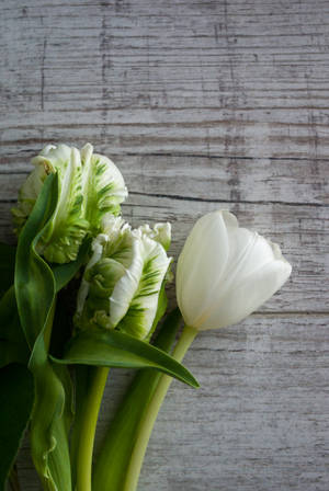 Enjoy The Beauty Of Nature With These White Tulips In A Lush Green Aesthetic. Wallpaper