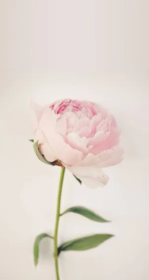 Enjoy The Beauty Of Peony Flowers With Your Iphone Wallpaper
