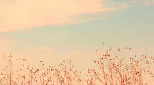 Enjoy The Beauty Of Seamless Onboarding With Soft Aesthetic Computer Wallpaper
