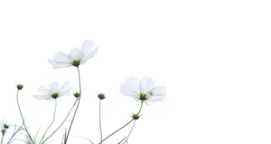Enjoy The Beauty Of Spring Wallpaper