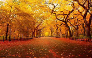 Enjoy The Beauty Of The Season With A Cool Fall Walk. Wallpaper