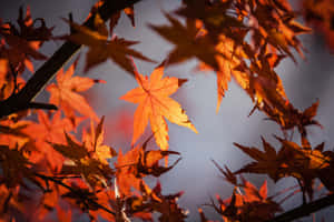 Enjoy The Colors Of Autumn With A Peaceful Walk Amongst The Foliage. Wallpaper
