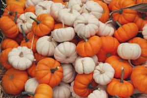 Enjoy The Colors Of Fall With These Pumpkins Wallpaper