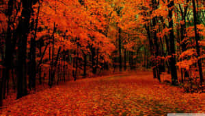 Enjoy The Cool Fall Weather Wallpaper