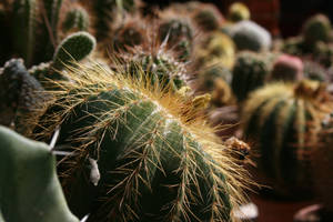 Enjoy The Easy Care, Vibrant Aesthetic Of A Round Cactus Houseplant. Wallpaper