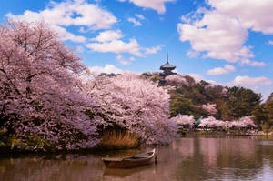 Enjoy The Enchanting Beauty Of Japan Cherry Blossom Wallpaper