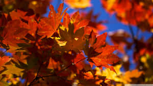 Enjoy The Fall Foliage With This Laptop In Hand. Wallpaper