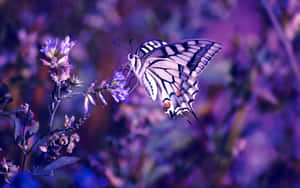 Enjoy The Freshness Of The Outdoors With A Beautiful Combination Of The Fragrant Flowers And Vibrant Butterflies Wallpaper