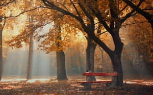 Enjoy The Golden Hues Of Autumn Foliage Wallpaper