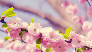 Enjoy The Joy Of Spring With These Colorful Flower Blooms. Wallpaper