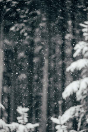 Enjoy The Natural Winter Beauty Of Snowfall Wallpaper