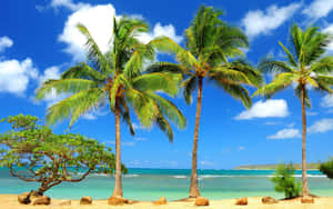 Enjoy The Peace Of An Oasis With This Tranquil Desktop Wallpaper. Wallpaper