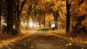 Enjoy The Perfect Fall With This Stunning Landscape Of Trees Wallpaper