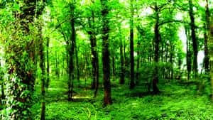 Enjoy The Scenic Forest Green Views Wallpaper