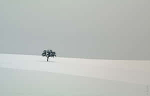 Enjoy The Serene Beauty Of A Peaceful Winter Wallpaper