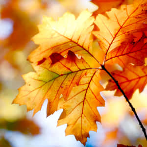 Enjoy The Simple Beauty Of Autumn Wallpaper