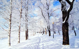 Enjoy The Snow Scene This Winter Wallpaper