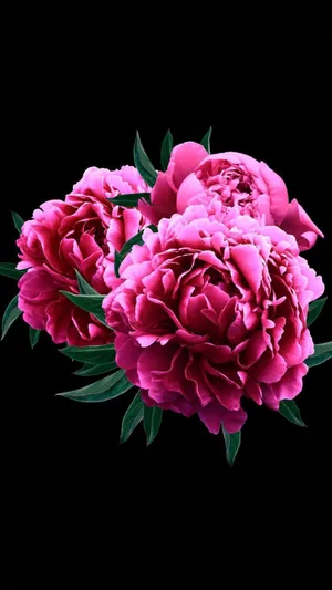Enjoy The Stunning Bloom Of Pink Peony Flowers With The Vibrant Colors Of Your Iphone Wallpaper
