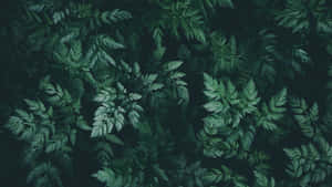 Enjoy The Tranquil Beauty Of Nature In The Comfort Of Your Own Space. Wallpaper
