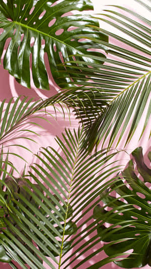 Enjoy The Tranquility Of This Summer Day With A View Of Lush Green Palm Leaves. Wallpaper