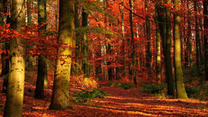 Enjoy The Vibrant Colors Of Autumn In This Beautiful Forest Wallpaper