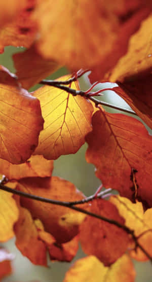 Enjoy The Vibrant Colors Of Autumn With This Fall Leaves Iphone Wallpaper. Wallpaper