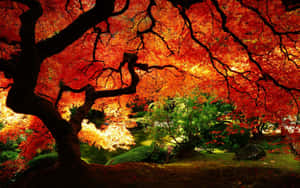 Enjoy The Vibrant Colors Of Fall! Wallpaper