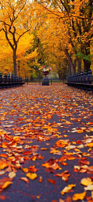 Enjoy The Vivid Colors Of Fall Wallpaper